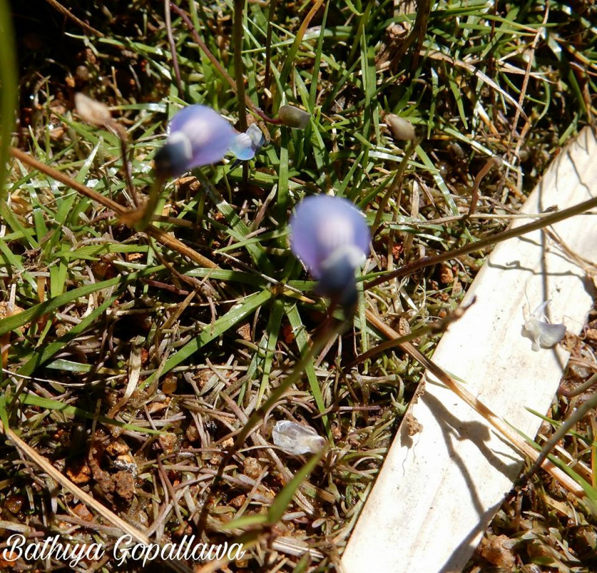 Utricularia reticulata Sm.